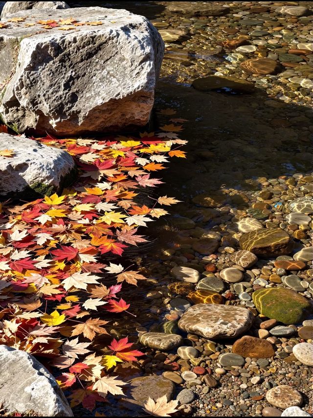 北京秋遊秘境0元紅葉山谷美哭 今年秋天別再擠香山啦!姐妹們,我最近發現了一個寶藏秘境——密雲的 北京秋遊秘境0元紅葉山谷美哭 今年秋天別再擠香山啦!姐妹們,我最近發現了一個寶藏秘境——密雲的