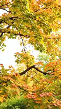 小眾避世！杭州600米海拔的指南村才是江浙滬秋色天花板