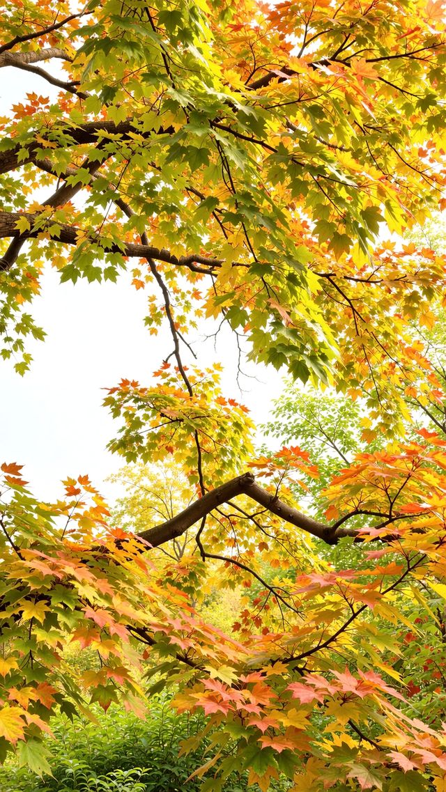 小眾避世！杭州600米海拔的指南村才是江浙滬秋色天花板