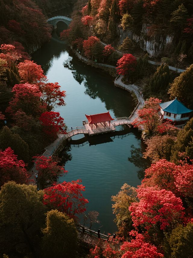 帶娃衝莫干山賞楓！95%紅楓美到尖叫