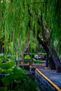 初見彼岸花，竟在諸暨浦陽江畔的沿江棧道旁