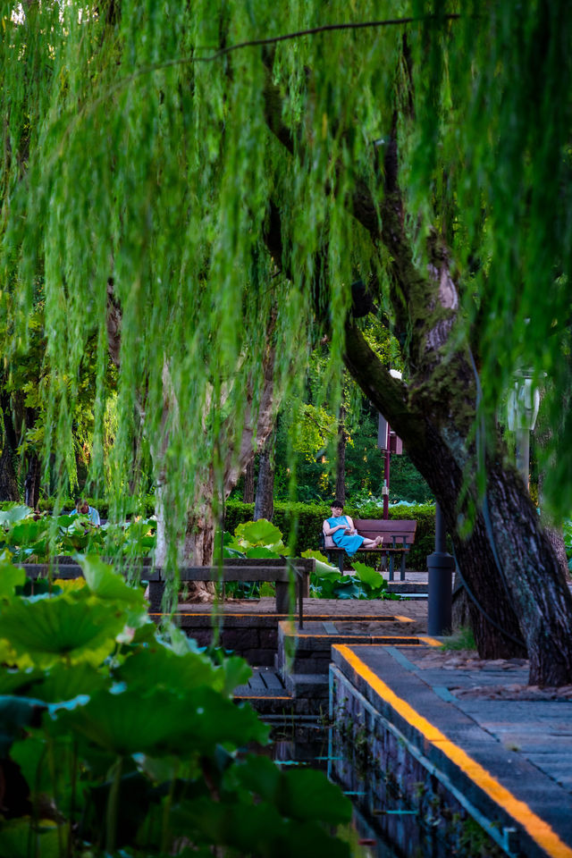 初見彼岸花，竟在諸暨浦陽江畔的沿江棧道旁