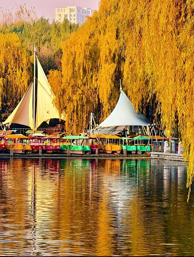 赴一場萬柳塘公園的秋日之約