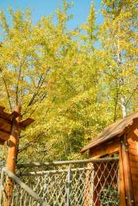 杭州出發1h,銀杏林農場是秋冬遛娃天花板