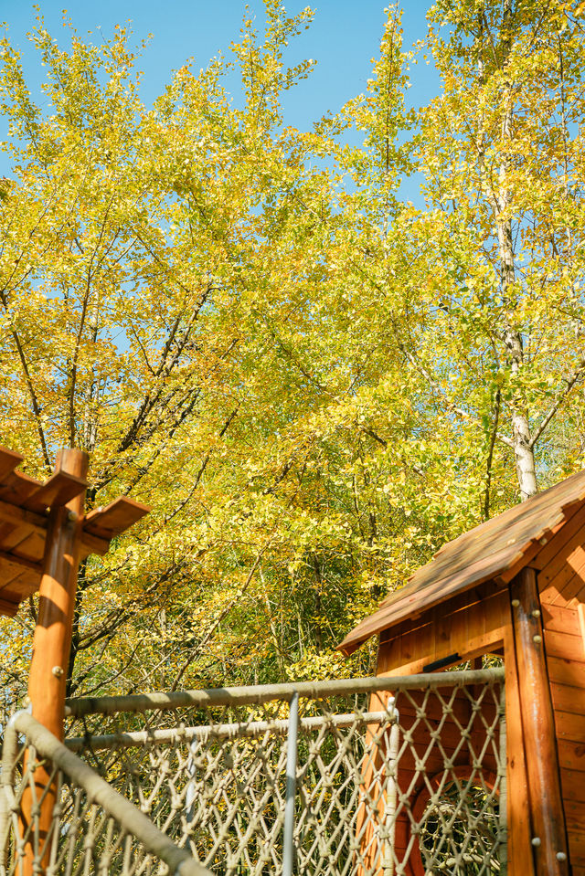 杭州出發1h,銀杏林農場是秋冬遛娃天花板 杭州出發1h,銀杏林農場是秋冬遛娃天花板