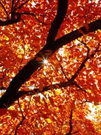 「坡峰嶺紅葉秘境·北京秋日天花板」