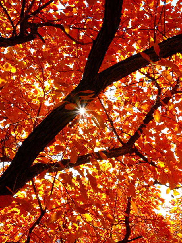 「坡峰嶺紅葉秘境·北京秋日天花板」