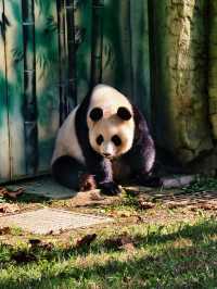南京動物們的伊甸園——紫清湖野生動物世界