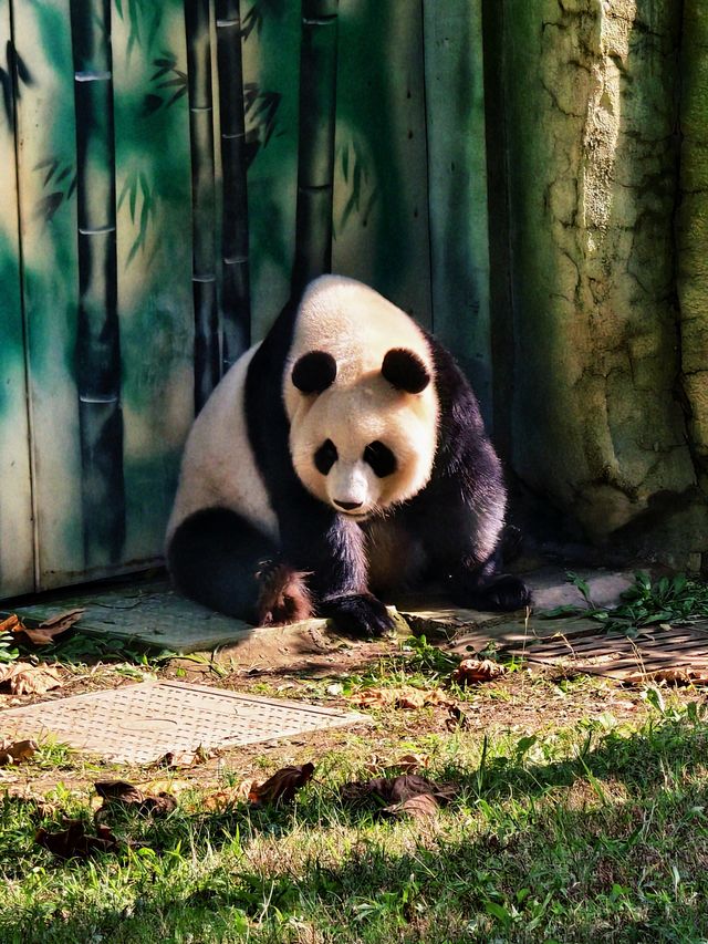南京動物們的伊甸園——紫清湖野生動物世界