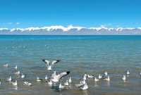 青藏終極盲盒!哈拉湖黑海秘境轎車直達,錯過再等十年!