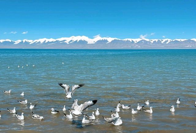 青藏終極盲盒!哈拉湖黑海秘境轎車直達,錯過再等十年! 青藏終極盲盒!哈拉湖黑海秘境轎車直達,錯過再等十年!