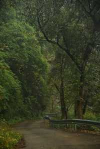 重慶璧山佛蔭寺｜銀杏金黃時的靜謐禪意