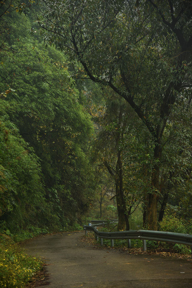 重慶璧山佛蔭寺｜銀杏金黃時的靜謐禪意