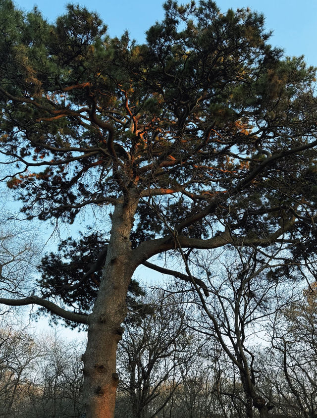 瀋陽冬日限定！北陵日落把皇家園林染成暖金