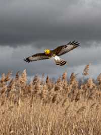 日出封神！南匯東灘濕地無痕遊玩+福利攻略