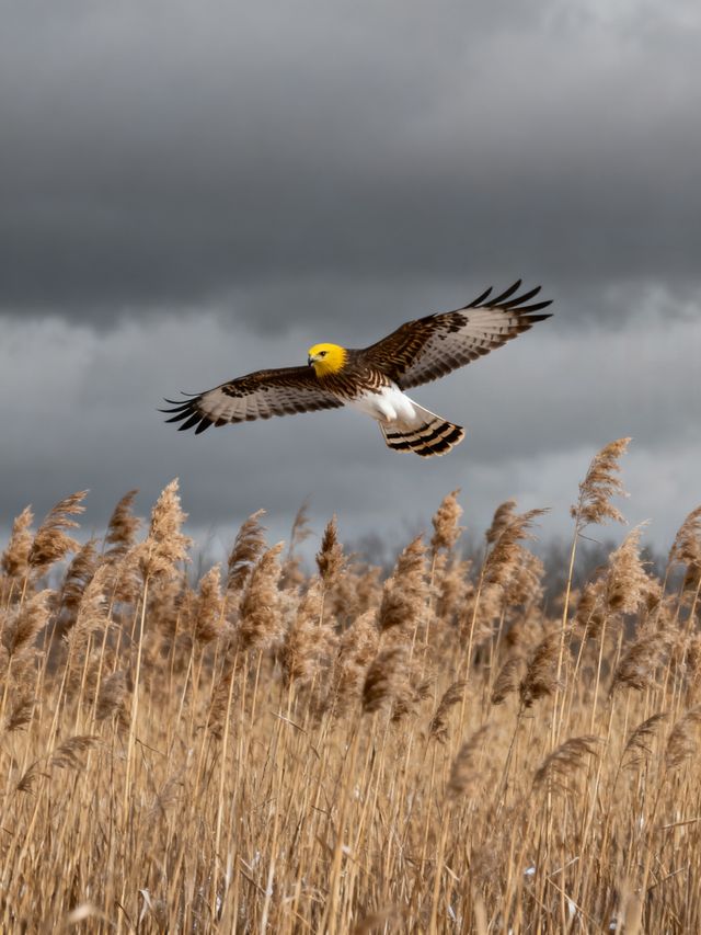 日出封神！南匯東灘濕地無痕遊玩+福利攻略