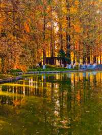 秋色滿園絕美倒映