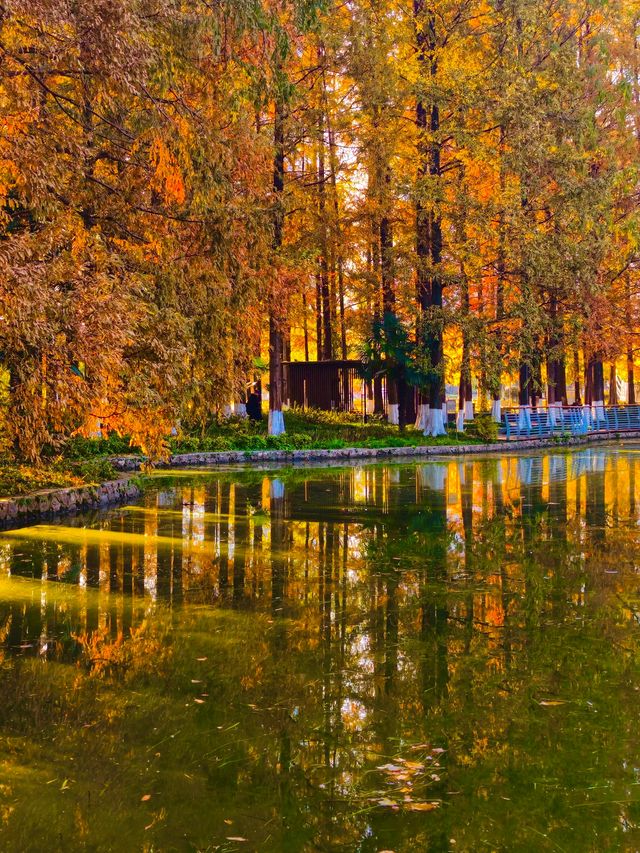 秋色滿園絕美倒映