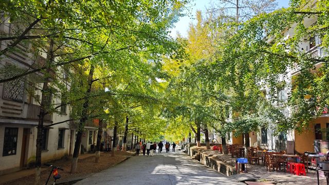 當銀杏樹與老房子同框時,我恍惚瞬間代入到那峥嵘歲月的日子 當銀杏樹與老房子同框時,我恍惚瞬間代入到那峥嵘歲月的日子