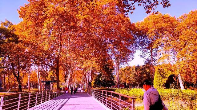 斑斕調色盤,律動生活詩--武漢解放公園秋色 斑斕調色盤,律動生活詩--武漢解放公園秋色