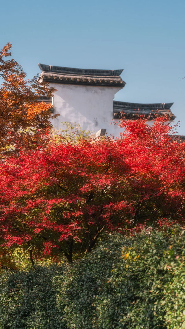 全屏封神 | 理想的秋天,就該這樣熱烈 全屏封神 | 理想的秋天,就該這樣熱烈