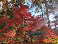 上海共青森林公園|秋日限定浪漫被我發現了