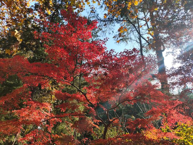 上海共青森林公園|秋日限定浪漫被我發現了 上海共青森林公園|秋日限定浪漫被我發現了