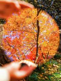 上海小眾秋色天花板一扇金色之門驚艷了深秋！