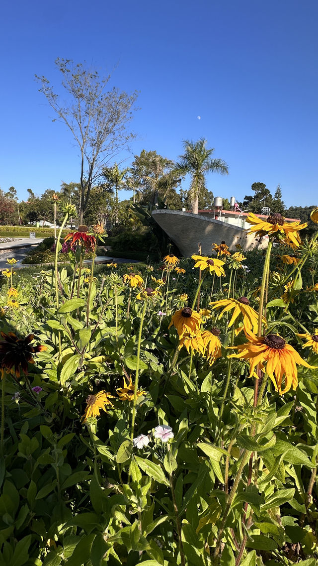 梅子湖花箋｜冬日限定的溫柔詩篇