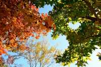 一場秋風,將天平山染成了汴州