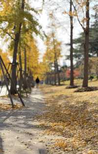 被銀杏包裹的初冬