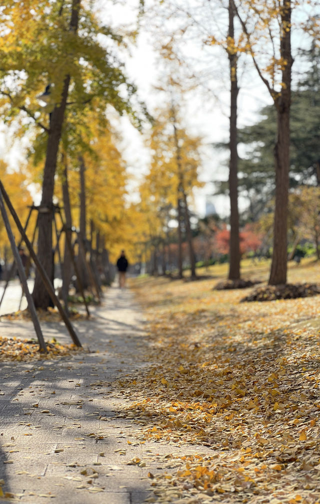 被銀杏包裹的初冬 被銀杏包裹的初冬