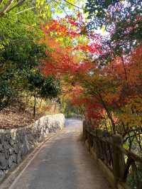 11.29週末plog |杭州小豬線徒步