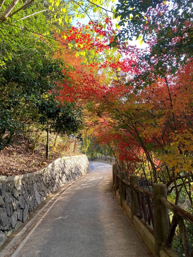 11.29週末plog |杭州小豬線徒步