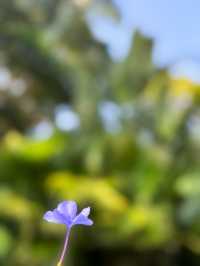 景洪曼聽御花園攻略