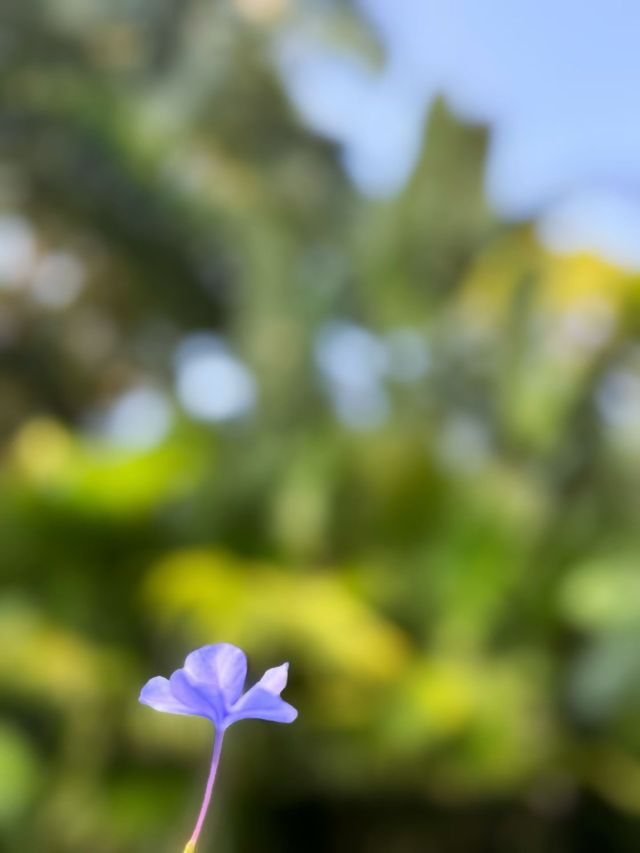 景洪曼聽御花園攻略 景洪曼聽御花園攻略
