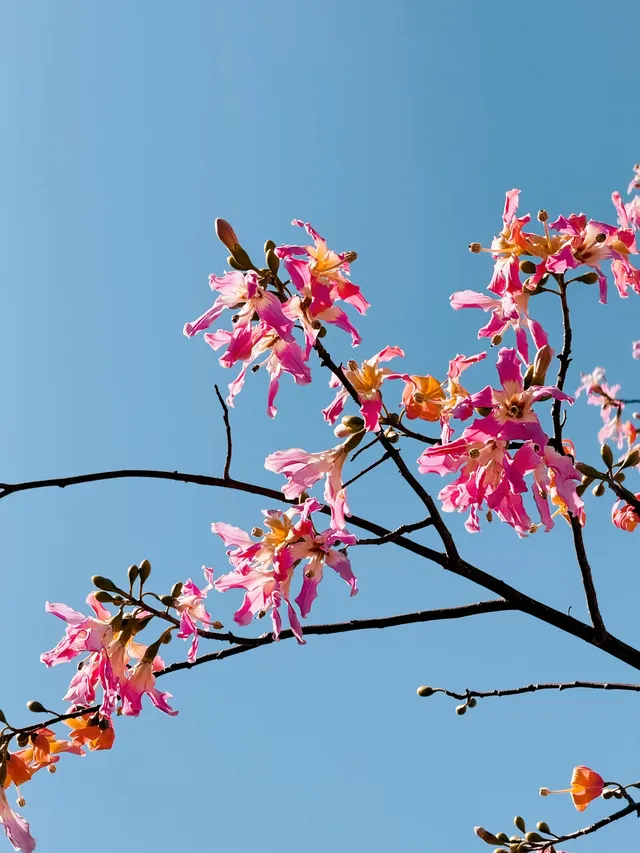 橫琴|一片粉海櫻花木棉很好看 橫琴|一片粉海櫻花木棉很好看