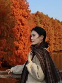 12.1明孝陵實況,落羽杉美到失語了