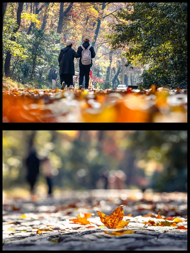 人你好,我是靈谷寺的咪,來看看我和秋天嗎 人你好,我是靈谷寺的咪,來看看我和秋天嗎
