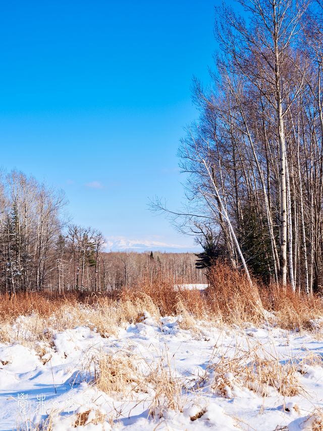 住進滑雪場裡!在長白山實現滑雪+撸寵自由 住進滑雪場裡!在長白山實現滑雪+撸寵自由