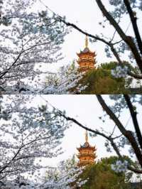 總要去趟雞鳴寺吧 赴一場浪漫之約