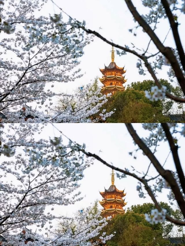 總要去趟雞鳴寺吧 赴一場浪漫之約 總要去趟雞鳴寺吧 赴一場浪漫之約