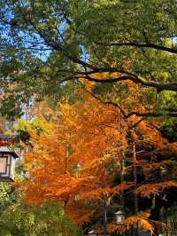 上海超冷門的絕美賞秋公園,免費開放卻鮮為人知!