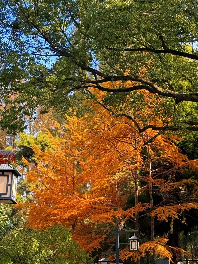 上海超冷門的絕美賞秋公園,免費開放卻鮮為人知! 上海超冷門的絕美賞秋公園,免費開放卻鮮為人知!