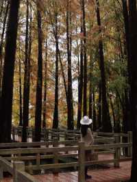 廣佛自駕遊,七星岩落羽杉