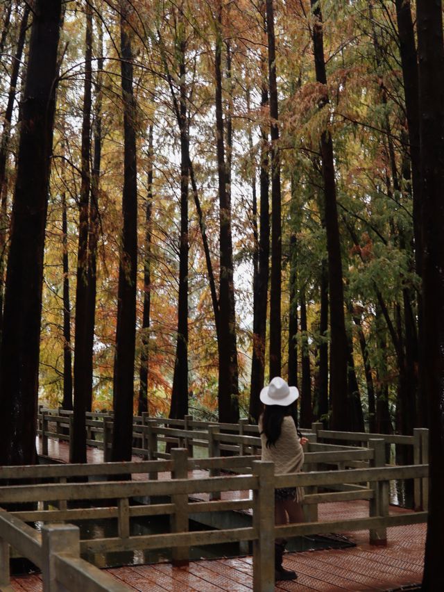 廣佛自駕遊,七星岩落羽杉 廣佛自駕遊,七星岩落羽杉