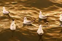 騰衝大理九日遊-洱海海西生態廊道