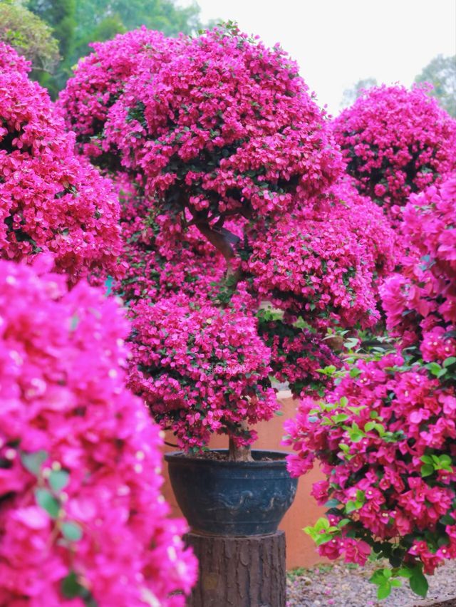 這裡風景獨好 這裡風景獨好