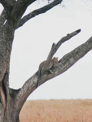 Traveling in Tanzania｜Every day in the Serengeti is so joyful