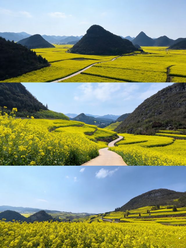 油菜花海拍照指南 油菜花海拍照指南